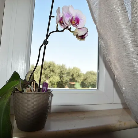 In Alessia Apartament